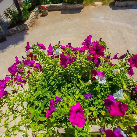 Koseto Tar 3* Tar-Vabriga