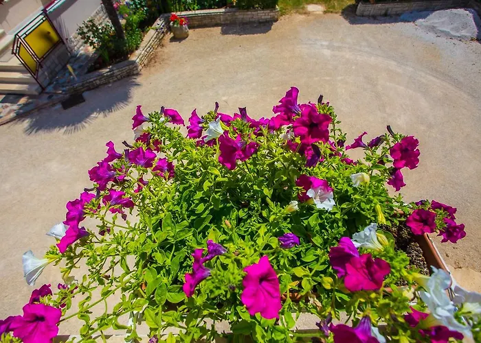 Koseto Tar 3* Tar-Vabriga